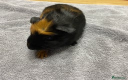 Guinea Pig rodents for sale: Two Tone Crested Female  - Image 1