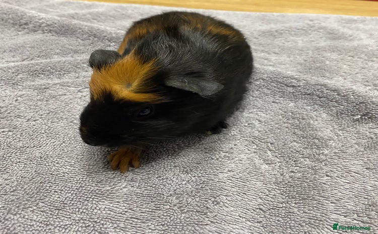 Guinea Pig rodents - Advert 2