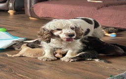 Cockapoo dogs for sale: Adorable F1 Cockerpoo puppies - Image 16