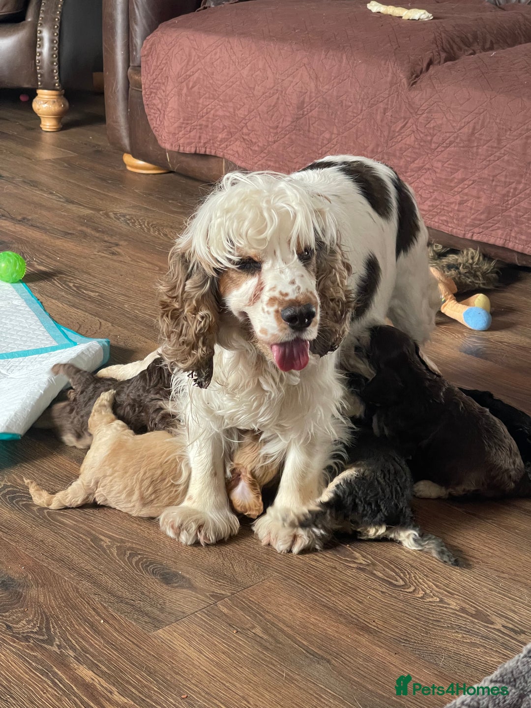 Cockapoo dogs for sale: Adorable F1 Cockerpoo puppies - Image 16