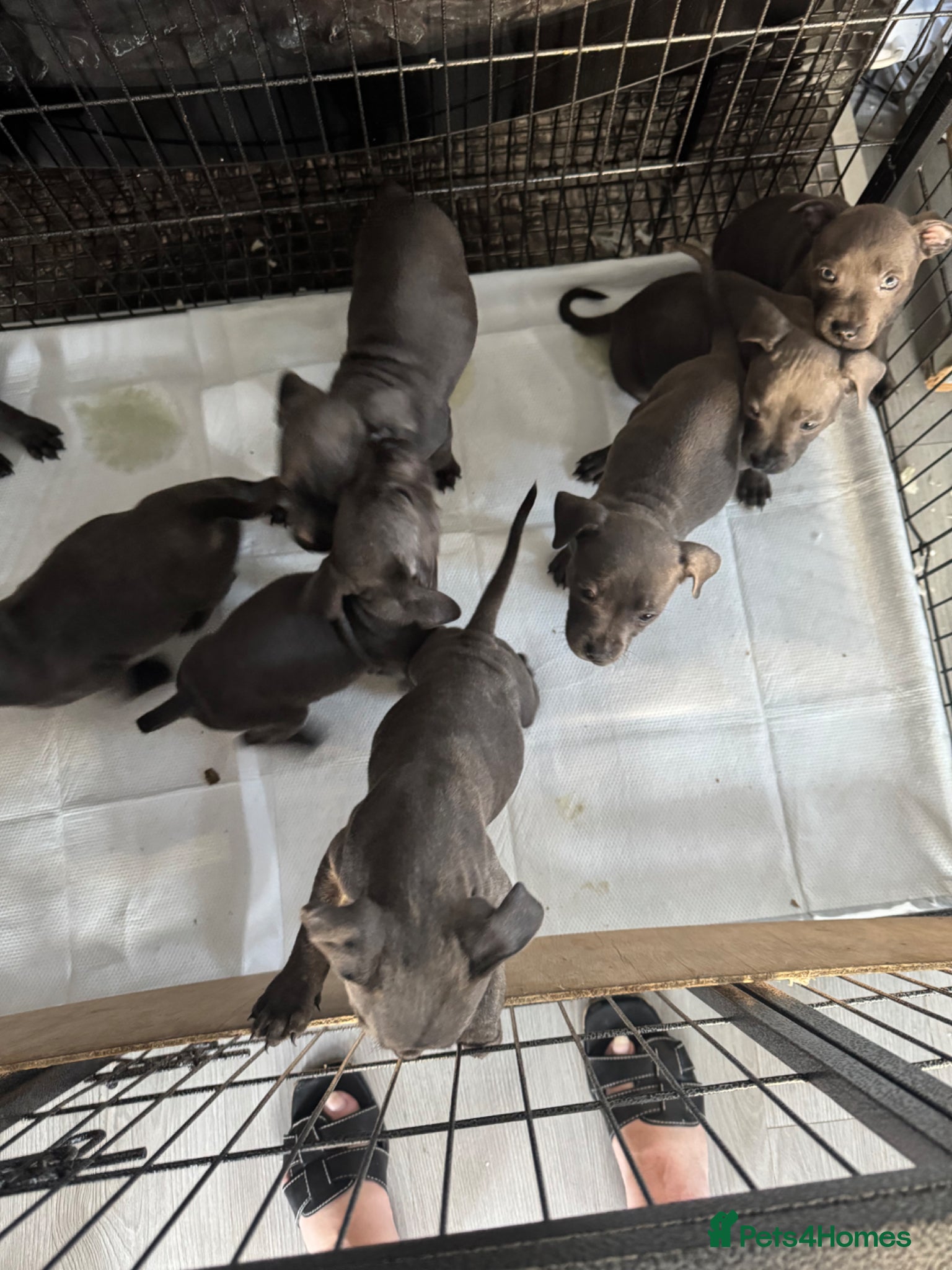 Staffordshire Bull Terrier dogs for sale: staff puppy for sale ready to go  in Cambridge - Advert 10