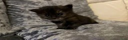 Mixed Breed cats for sale: Beautiful playfull kittens  in Nottingham - Advert 10