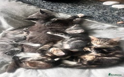 Domestic Shorthair cats for sale: Beautiful fluffy boy looking for his forever home  - Image 12