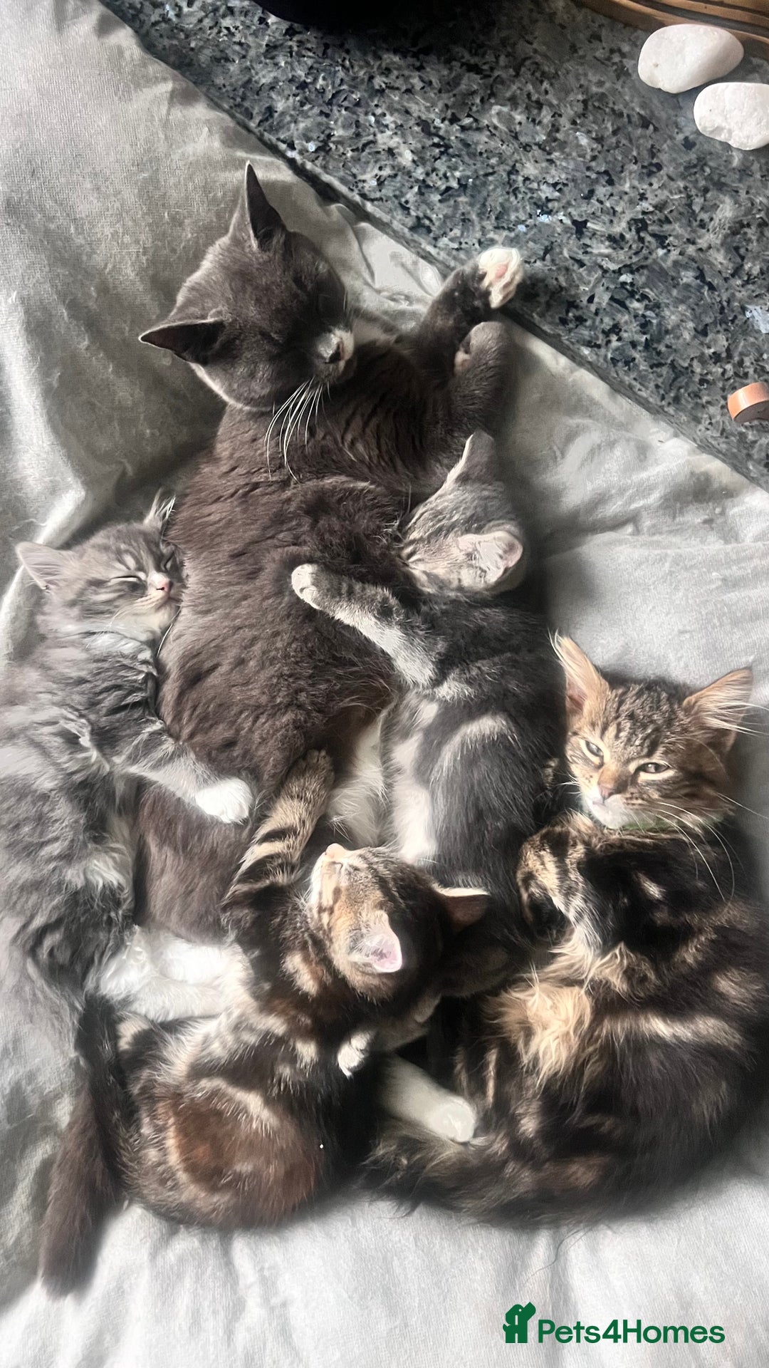 Domestic Shorthair cats for sale: Beautiful fluffy boy looking for his forever home  - Image 12