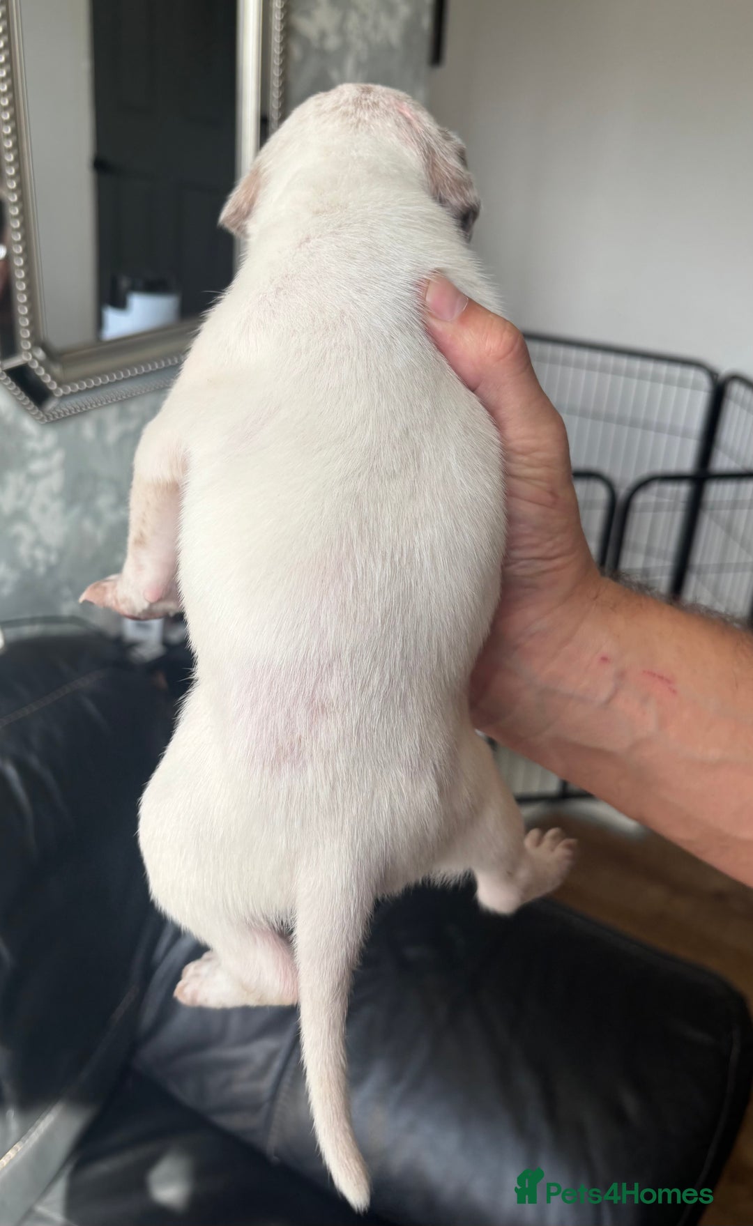 American Bull Staffy dogs for sale: 8 beautiful Amstaff puppies - Image 23