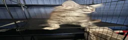 Maine Coon cats for sale: Beauty Maine coon girl ready now  - Advert 7