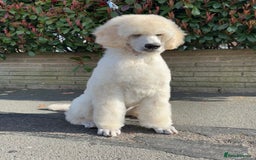 Standard Poodle dogs for sale: Outstanding Standard Poodle Puppies - Image 1