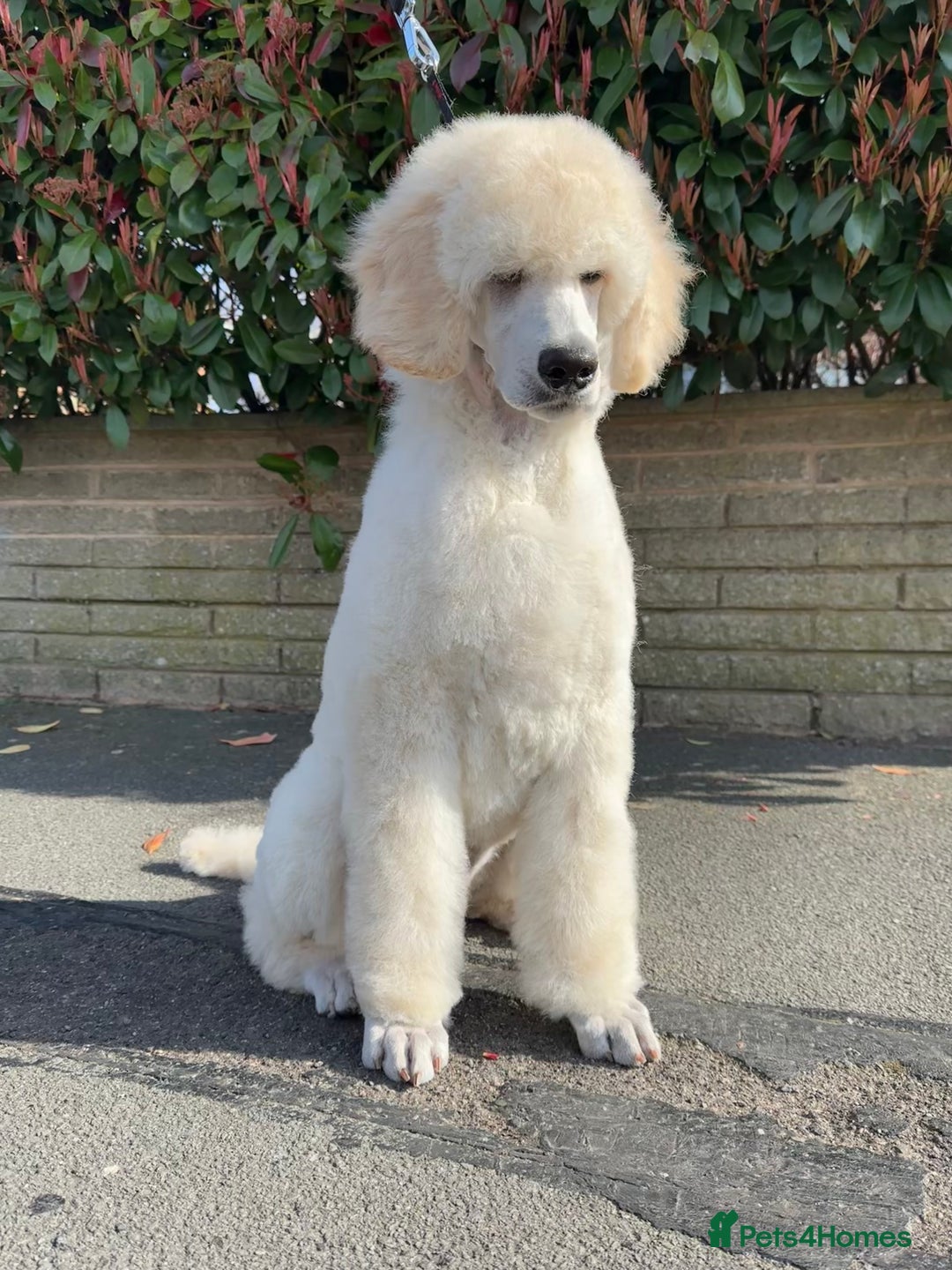 Standard Poodle dogs for sale: Outstanding Standard Poodle Puppies - Image 1