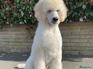 Standard Poodle dogs - Advert 1