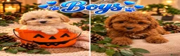 Maltipoo dogs for sale: 🐾🎃 5 GORGEOUS ASIAN  **  MALTIPOO PUPPIES! 🎃 - Advert 2