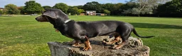 Miniature Dachshund dogs for stud: ⭐️KING PIRI (BLUE AND TAN) KC REG PROVEN Stud⭐️ in Bromley - Advert 6