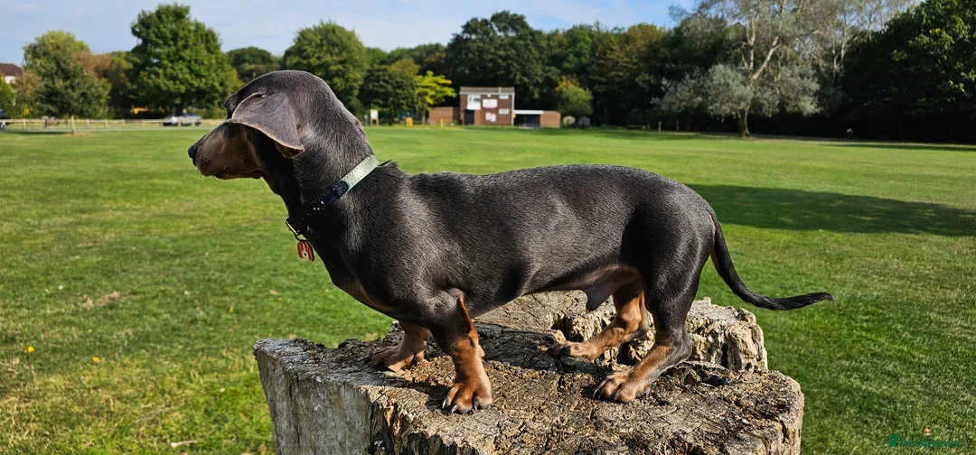 Miniature Dachshund dogs for stud: ⭐️KING PIRI (BLUE AND TAN) KC REG PROVEN Stud⭐️ in Bromley - Advert 6