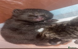 Mixed Breed cats for sale: Kittens for sale  - Image 5
