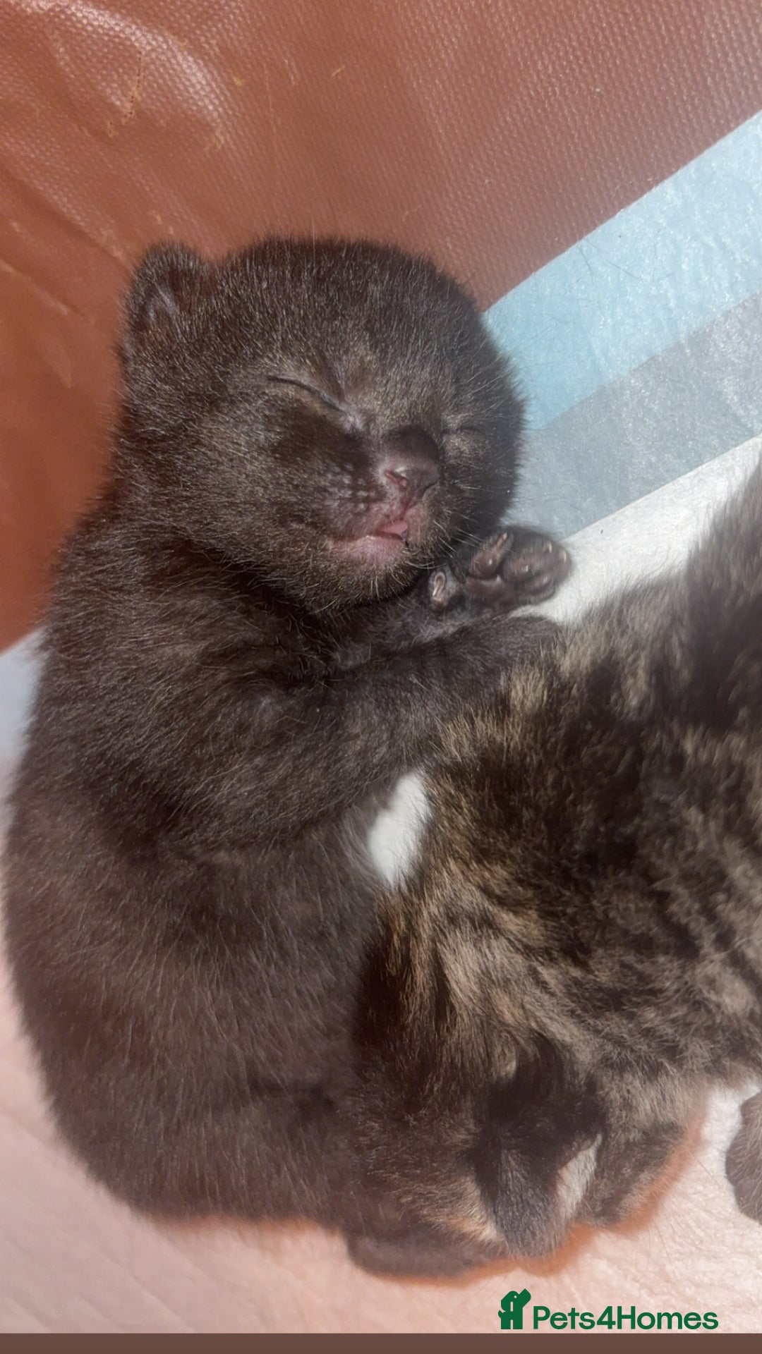Mixed Breed cats for sale: Kittens for sale  - Image 5