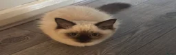Ragdoll cats for sale: 2 Stunning Ragdoll girls  - Advert 2