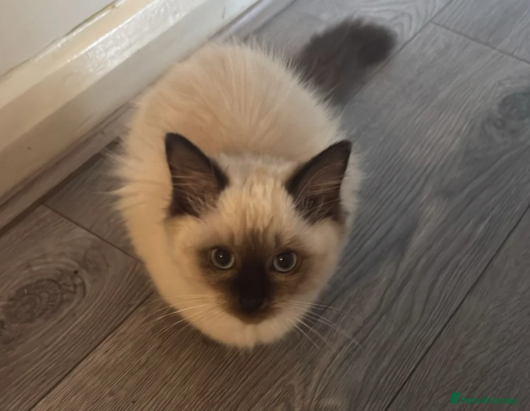 Ragdoll cats for sale: 2 Stunning Ragdoll girls  - Advert 2