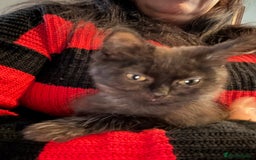 Mixed Breed cats for sale: Kittens for sale  - Advert 2