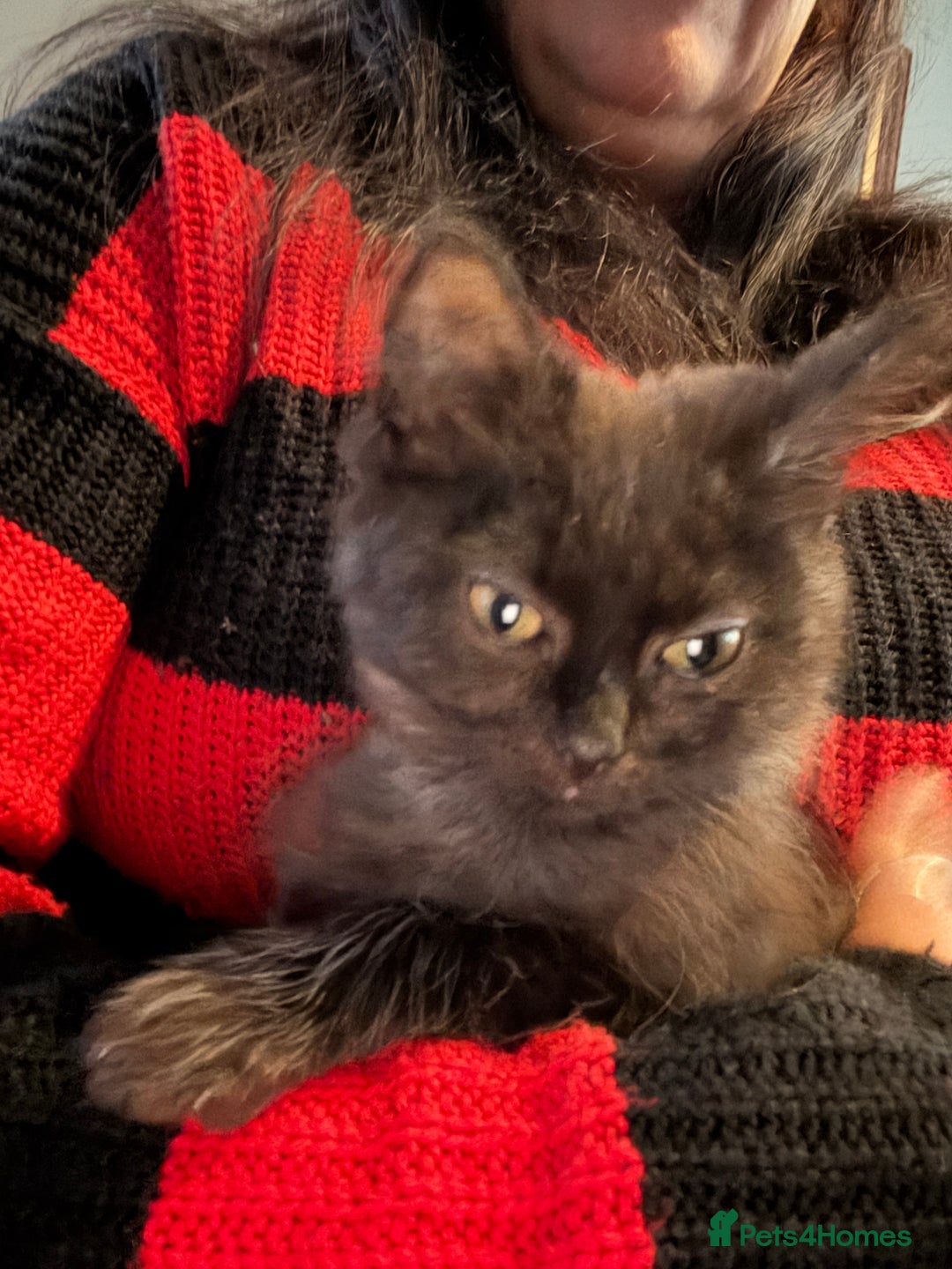 Mixed Breed cats for sale: Kittens for sale  - Advert 2