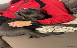 Cane Corso dogs for sale: Cane corso 11 week - Image 5