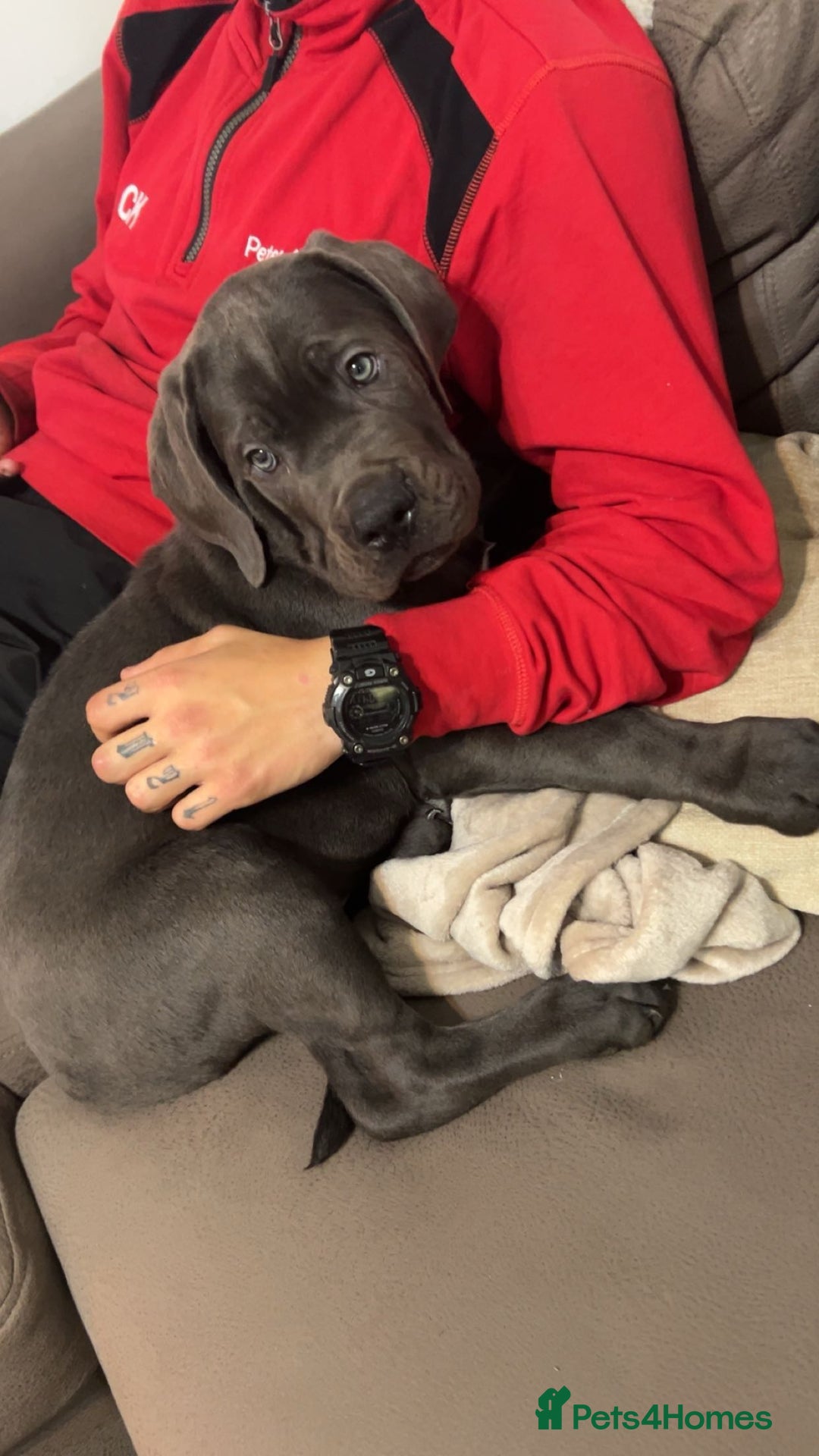 Cane Corso dogs for sale: Cane corso 11 week - Image 5