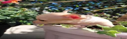 Chihuahua dogs for sale: Chihuhua pups in essex - Advert 17