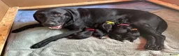 Labrador Retriever dogs for sale: Stunning litter of KC black labradors - Advert 4