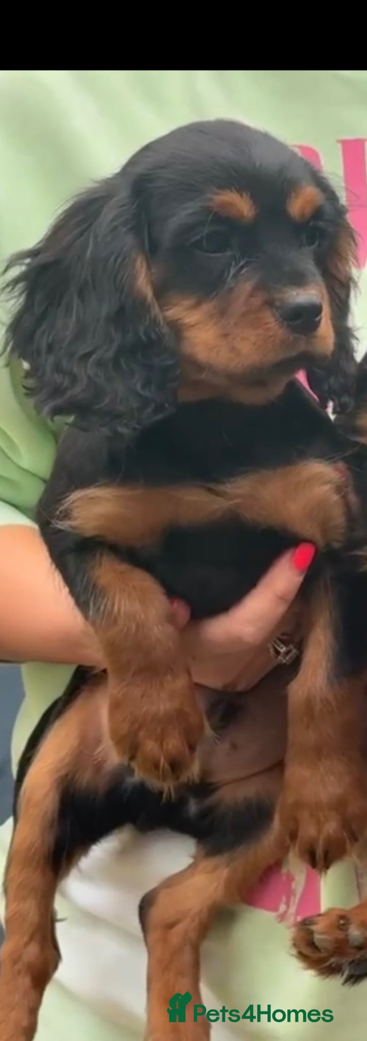 Cavalier King Charles Spaniel dogs Cavalier King Charles spaniel puppies - Advert 6