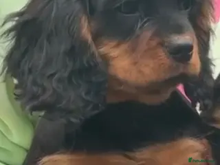 Cavalier King Charles Spaniel dogs Cavalier King Charles spaniel puppies - Advert 6