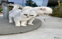 Scottish Fold cats for sale: Need home ASAP Full pedigreeTICA reg Scottish Fold in Barnet - Image 34