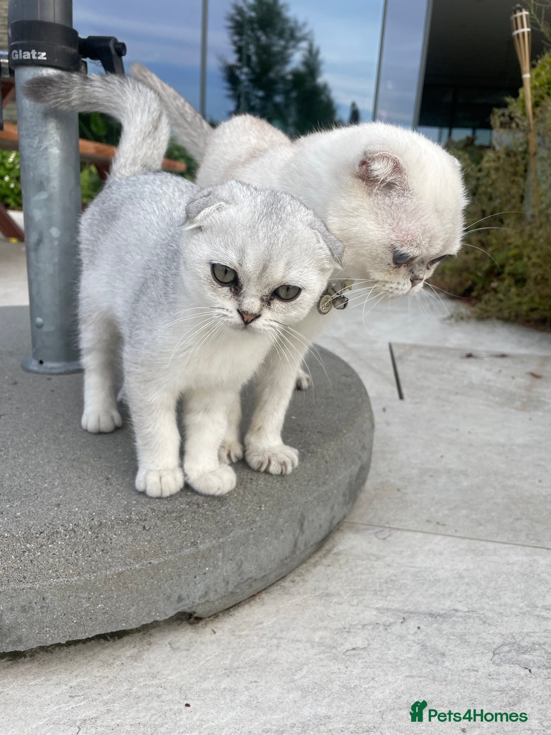 Scottish Fold cats for sale: Need home ASAP Full pedigreeTICA reg Scottish Fold in Barnet - Image 34