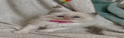 Ragdoll cats for sale: Gorgeous Ragdoll kittens - Advert 12