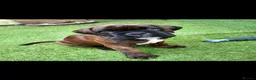 Boxer dogs for sale: Beutyful bobtail/ tailed Boxer puppy - Advert 10