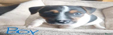 Jack Russell 1