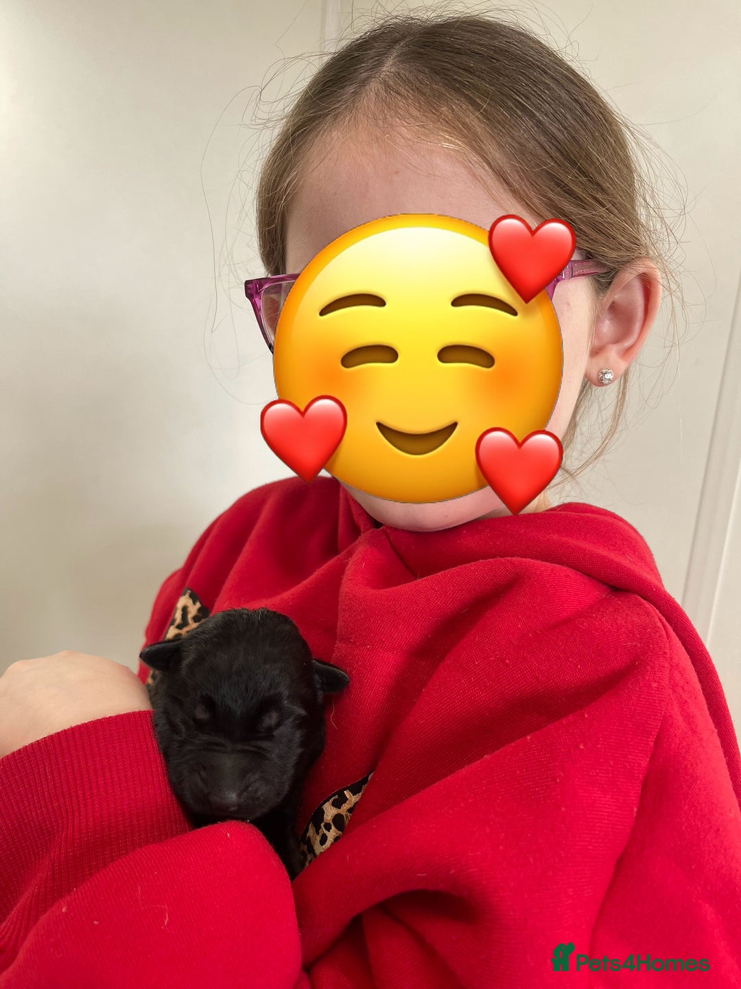 German Shepherd dogs for sale: Straight back German Shepard’s  - Advert 12