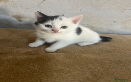Domestic Shorthair cats for sale: 3 black and white farm kittens - Image 3