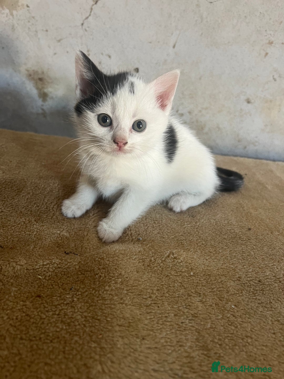 Domestic Shorthair cats for sale: 3 black and white farm kittens - Image 3