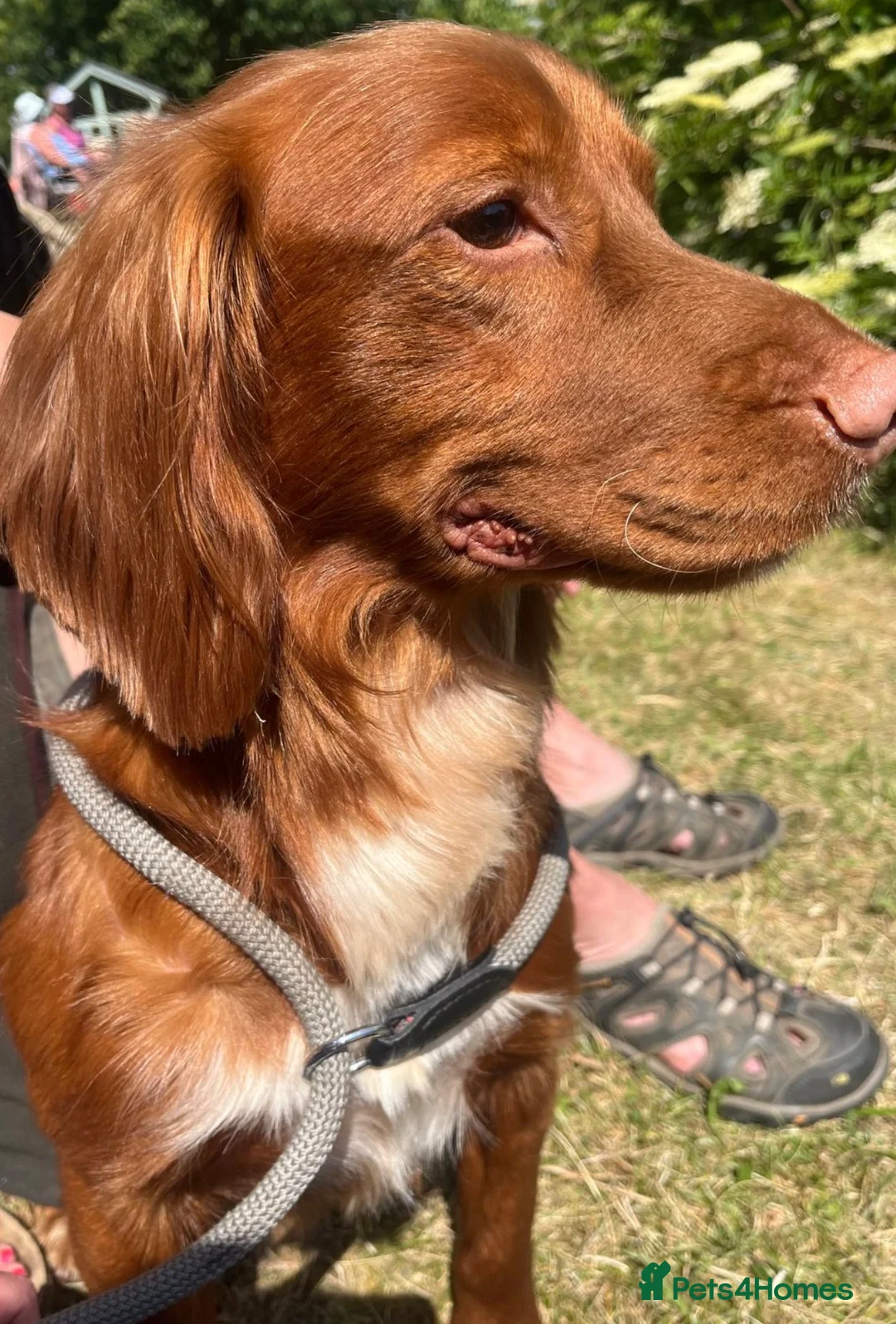 Cocker Spaniel dogs for sale: Gorgeous litter of cocker spaniels  - Advert 12