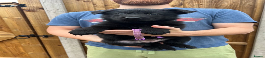 Purple collar