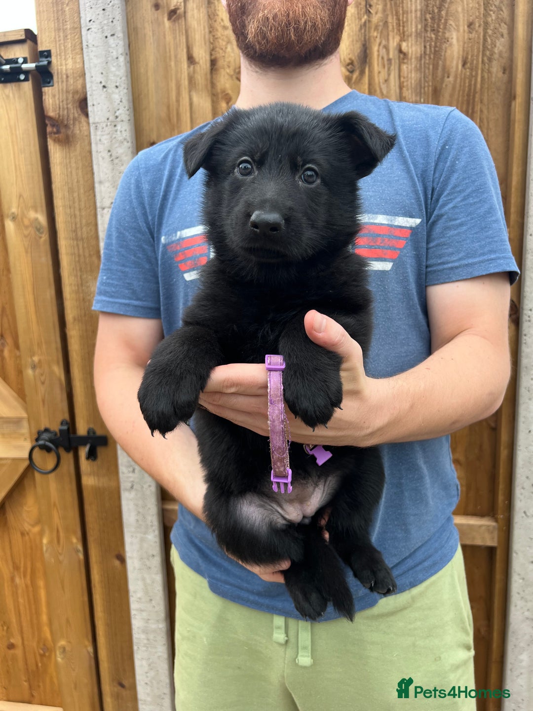 German Shepherd dogs for sale: KC FEMALE GSD PUPPIES - Image 15