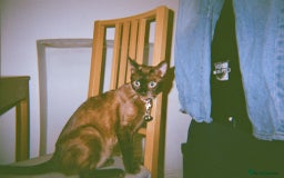 Bengal cats for sale: Bengals X ginger domestic kittens  - Image 6