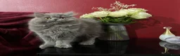 Persian cats for sale: Ready 8th. Fully vacs. Stunning blue Persian girl  - Advert 13