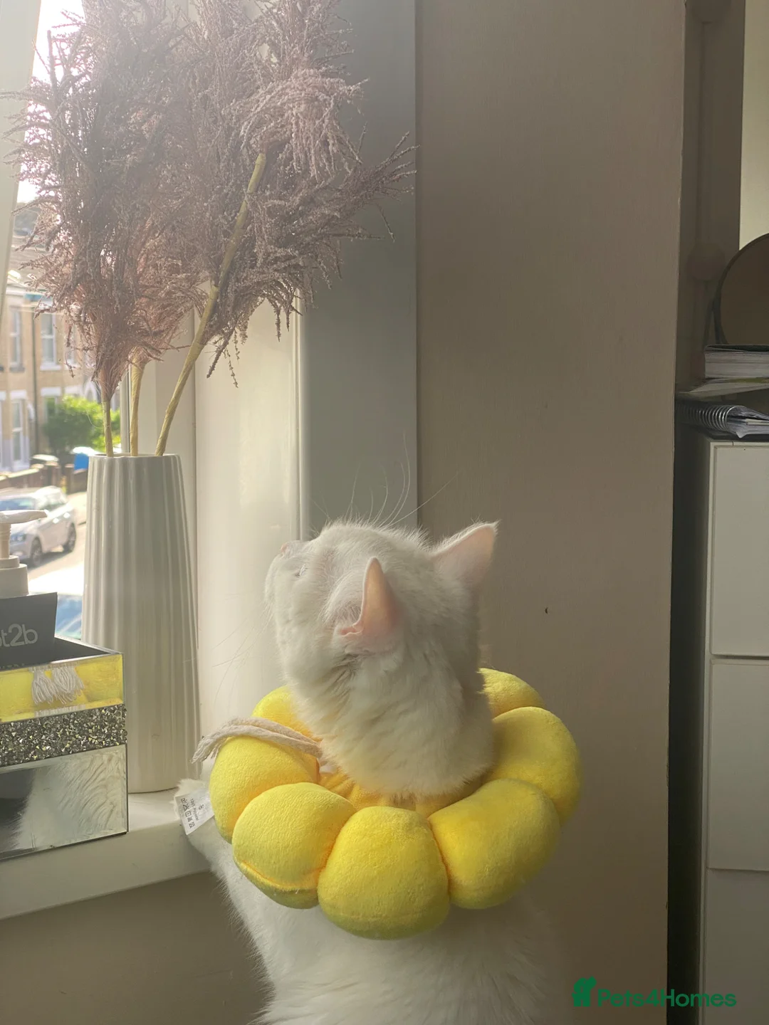 British Longhair cats for sale: Mainecoon ragdoll mixed female cat - Advert 8