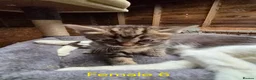 Mixed Breed cats for sale: Bengal Cross Kittens - Advert 3
