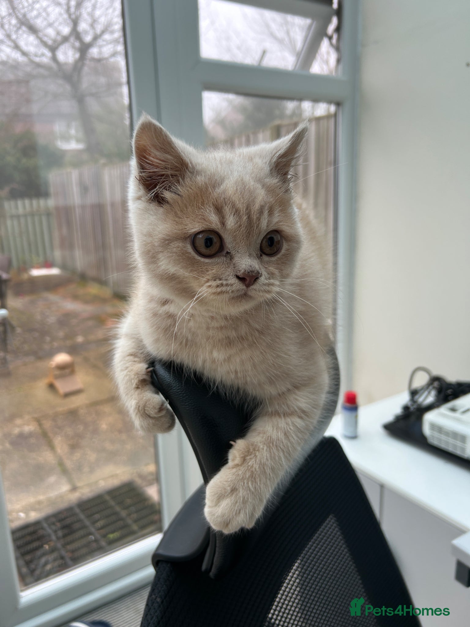 British Shorthair cats Male Scottish Fold Kitten - Advert 12