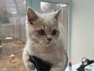 British Shorthair cats Male Scottish Fold Kitten - Advert 12