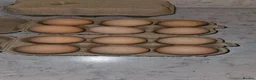 Hens poultry for sale: Silver Laced Wyandotte eggs - Advert 2