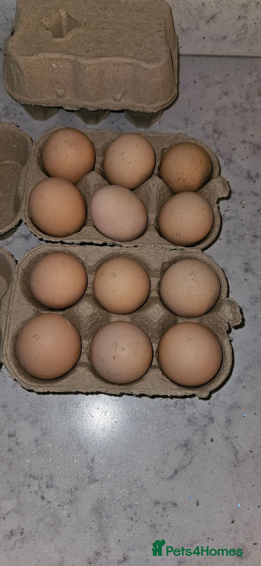 Hens poultry for sale: Silver Laced Wyandotte eggs - Advert 2