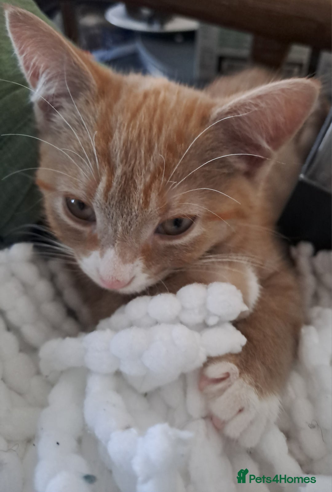 Mixed Breed cats for sale: 3 Stunning female kittens ready for their new home - Advert 7