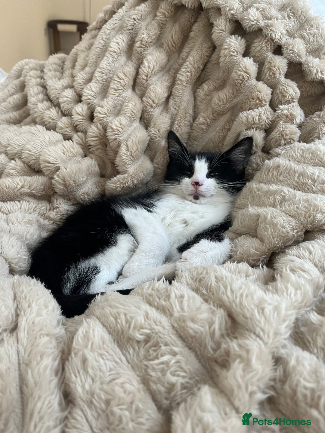 Mixed Breed cats for sale: Lovely 12 week old boy kitten  - Advert 3