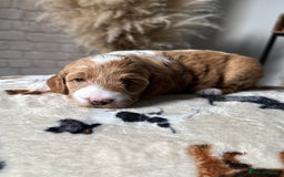 Cockapoo dogs for sale: Not Just Any Cockapoo Puppies – The Special Few - Image 17